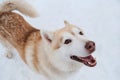 Portrait Of Charming Fluffy Red And White Siberian Husky With Brown Intelligent Eyes On Background Of White Snow Top View.