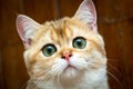 Portrait of charming Golden British young cat`s muzzle with green eyes