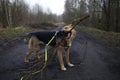 View from above at happy mongrel dog with standing with branch in his mouth