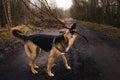 View from above at happy mongrel dog with standing with branch in his mouth