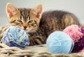 Kitten with a yarn balls of wool