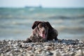 Walk in fresh air with pet. Portrait of charming Kurzhaar brown with white spots on background of sea. Dog is short haired hunting