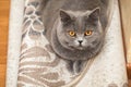 Portrait of a charming purebred cat on the carpet, beautiful cat face