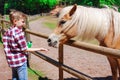 Portrait of the charming teenager feeds ginger horse with white Royalty Free Stock Photo