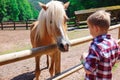 Portrait of the charming teenager feeds ginger horse with white Royalty Free Stock Photo