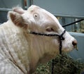Portrait Of Charolais Bull Royalty Free Stock Photo