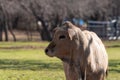 Portrait of Charolais calf with its head turned to the side Royalty Free Stock Photo