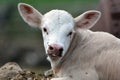 Portrait Charolais calf with its tongue sticking out