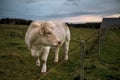 Portrait of Charolais Cattle in Normandy France