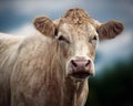 Portrait of Charolais Cow Royalty Free Stock Photo