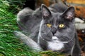 Portrait Chartreux cat