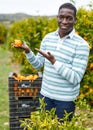 Afro male worker picking mandarins