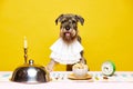 Portrait of cheerful aristocratic Mittelschnauzer, breed dog sitting on table with different delicious meals and