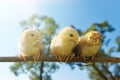 Portrait cheerful of babies chickens on nature background