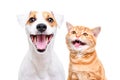 Portrait of cheerful dog jack russell terrier and meowing kitten scottish straight Royalty Free Stock Photo