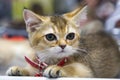 Portrait of cheerful joyful kitten breed Scottish ticked gold with a collar. Selective focus. Royalty Free Stock Photo