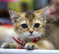 Portrait of cheerful joyful kitten breed Scottish ticked gold with a collar. Selective focus. Royalty Free Stock Photo