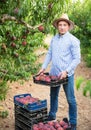 Portrait of man horticulturist showing crate with harvest of peaches in garden