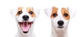 Portrait of a cheerful and sad dog breed Jack Russell Terrier