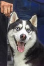 Portrait cheerful siberian husky dog with blue eyes on dark background. Cute portrait beautiful dog. Royalty Free Stock Photo