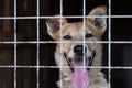 Portrait of a cheerful smiling dog sitting behind bars in a cage at an animal shelter. A cheerful animal in an aviary looks at the Royalty Free Stock Photo