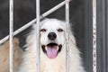 Portrait of a cheerful smiling dog sitting behind bars in a cage at an animal shelter. A cheerful animal in an aviary looks at the Royalty Free Stock Photo