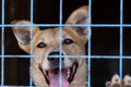Portrait of a cheerful smiling dog sitting behind bars in a cage at an animal shelter. A cheerful animal in an aviary looks at the Royalty Free Stock Photo