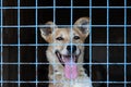 Portrait of a cheerful smiling dog sitting behind bars in a cage at an animal shelter. A cheerful animal in an aviary looks at the Royalty Free Stock Photo