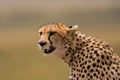 Portrait of cheetah Royalty Free Stock Photo