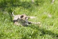 Portrait of cheetah