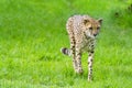 Portrait cheetah (Acinonyx jubatus) Royalty Free Stock Photo