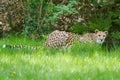 Portrait cheetah (Acinonyx jubatus) Royalty Free Stock Photo