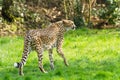 Portrait cheetah (Acinonyx jubatus)