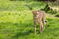 Portrait cheetah (Acinonyx jubatus)