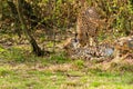 Portrait cheetah (Acinonyx jubatus) Royalty Free Stock Photo