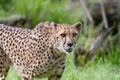 Portrait cheetah (Acinonyx jubatus) Royalty Free Stock Photo