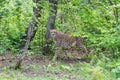 Portrait cheetah (Acinonyx jubatus)