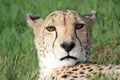 Portrait of Cheetah Acinonyx jubatus captured at Rhino and Lion Reserve, Krugersdorp, South Africa