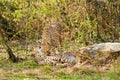 Portrait cheetah (Acinonyx jubatus) Royalty Free Stock Photo