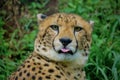 Portrait of a Cheetah - Acinonyx jubatus Royalty Free Stock Photo