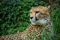 Portrait of a Cheetah - Acinonyx jubatus Royalty Free Stock Photo