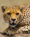 Portrait of a cheetah. Close-up. Kenya. Tanzania. Africa. National Park. Serengeti. Maasai Mara.