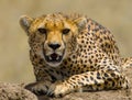 Portrait of a cheetah. Close-up. Kenya. Tanzania. Africa. National Park. Serengeti. Maasai Mara.