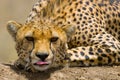 Portrait of a cheetah. Close-up. Kenya. Tanzania. Africa. National Park. Serengeti. Maasai Mara. Royalty Free Stock Photo