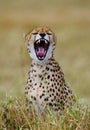 Portrait of a cheetah. Close-up. Kenya. Tanzania. Africa. National Park. Serengeti. Maasai Mara. Royalty Free Stock Photo