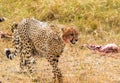 Portrait of a cheetah close-up. Masai Mara. Kenya, Africa Royalty Free Stock Photo