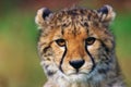Portrait of cheetah cub Royalty Free Stock Photo