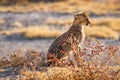 A portrait of a cheetah cub ( Acinonyx Jubatus) sitting in spectacular light, Onguma Game Reserve, Namibia.