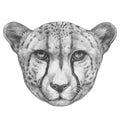 Portrait of Cheetah.