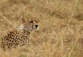 Portrait of Cheetah , Masai Mara Grassland Royalty Free Stock Photo